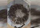घर के आंगन में पानी की टंकी में फनफनाते हुए दिखाई दिए 27 सांप के बच्चे, दहशत में आया परिवार